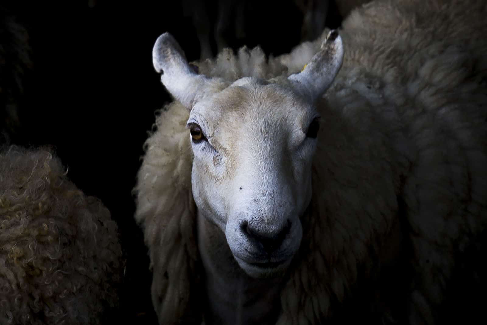 Rye Hill Farm Northumberland  Sheep