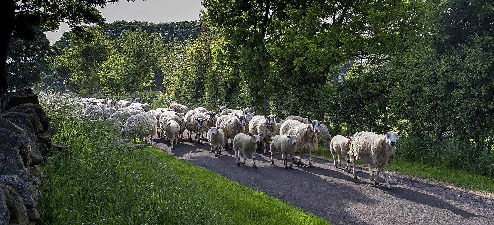 Rye Hill farm sheep
