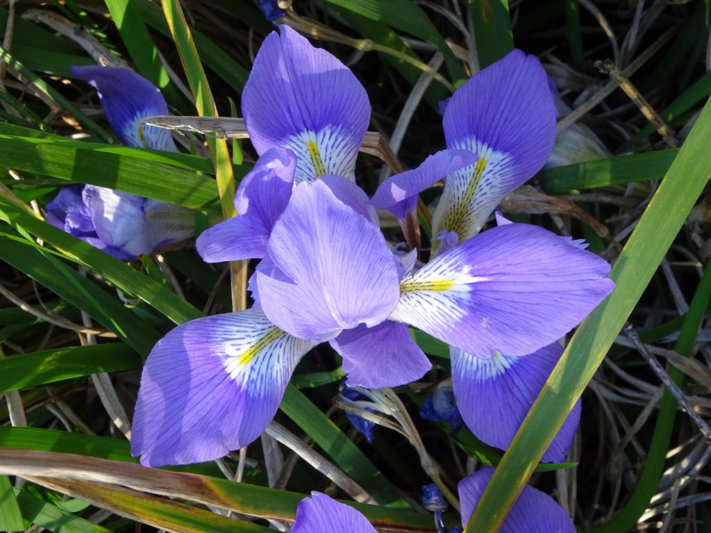 Flower from Michael Shore