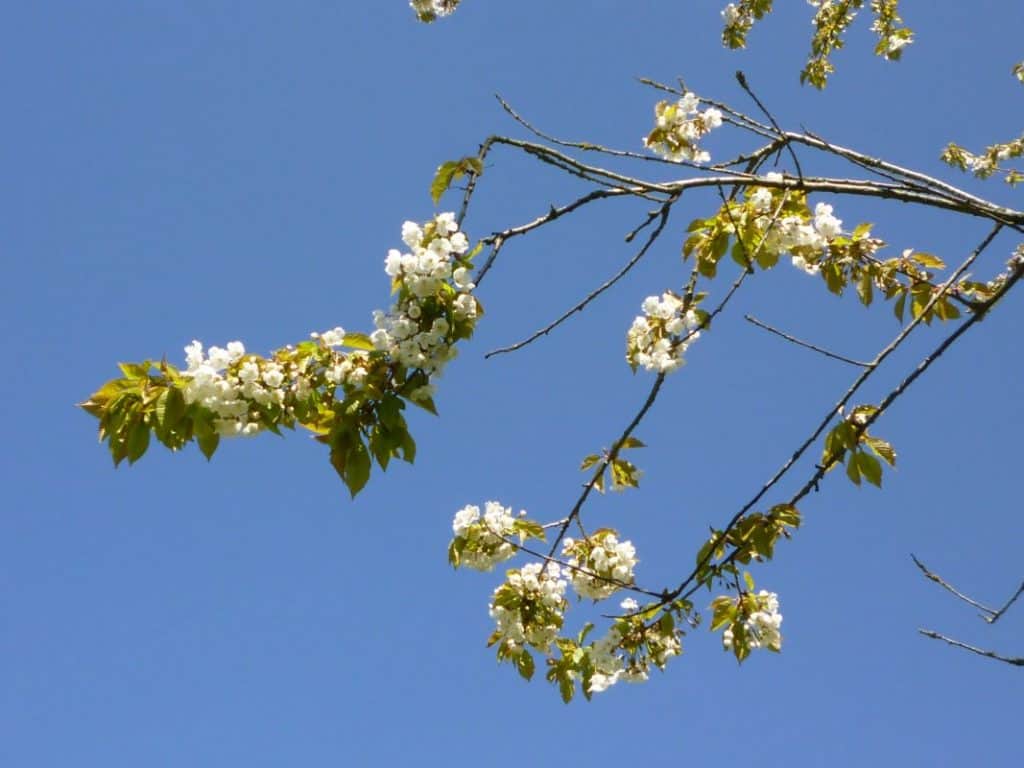 Springtime blossom at Rye Hill Farm