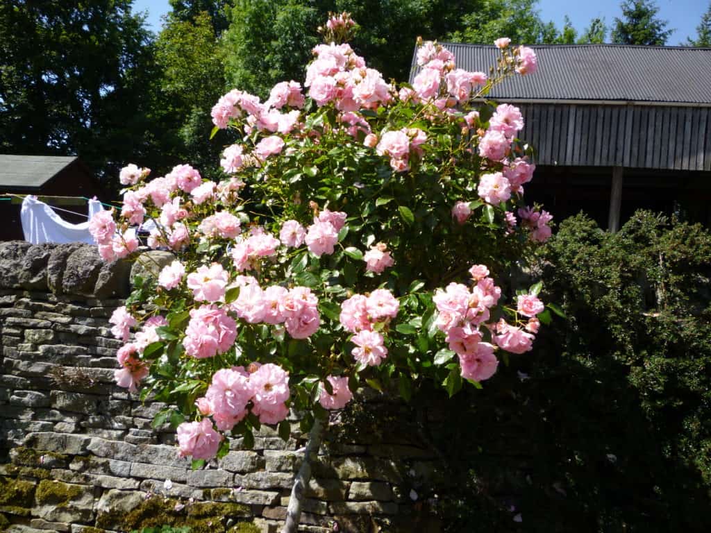 roses out in garden